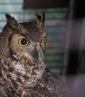 Maconha e animais silvestres: o que foi encontrado na Operação Watergate em AL