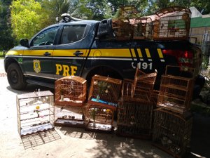 Nove pessoas são presas durantes fiscalizações da PRF nesta quinta-feira