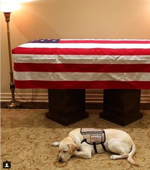 Cachorro que acompanhava George H.W. Bush é visto deitado ao lado do caixão