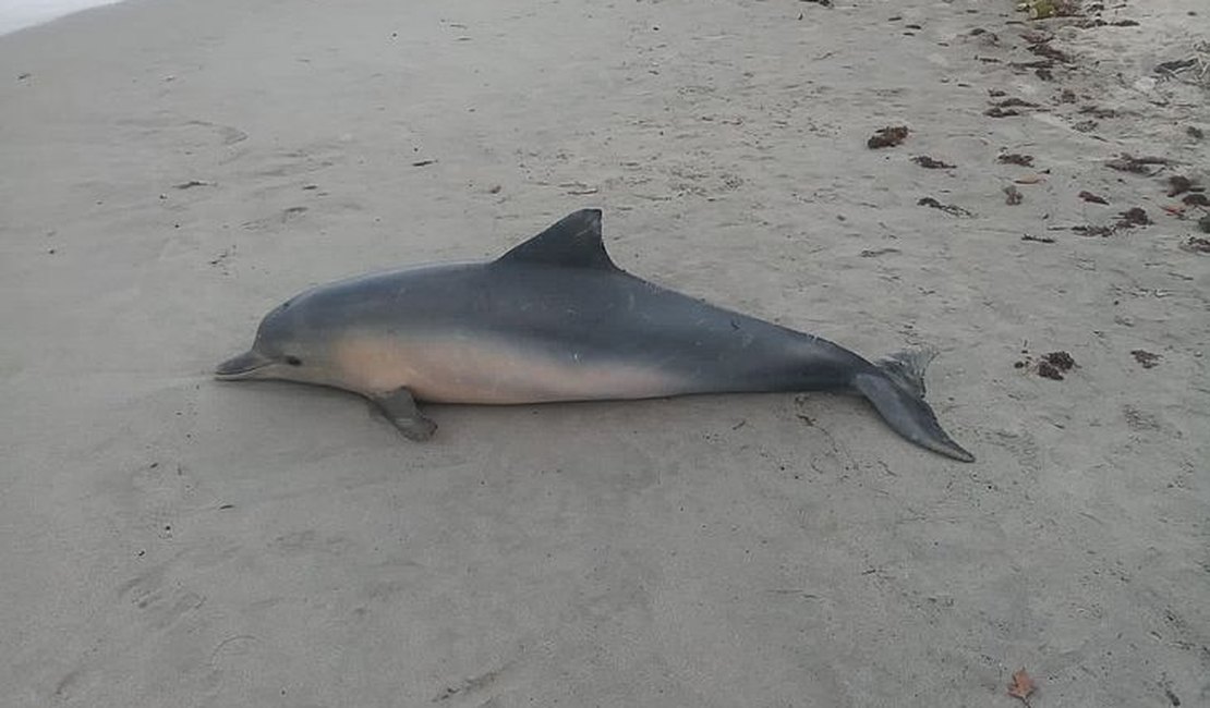 Após encalhar, golfinho morre em praia de Paripueira