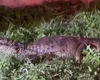 Jacaré é resgatado na Praia do Francês e encaminhado ao Ibama em Maceió