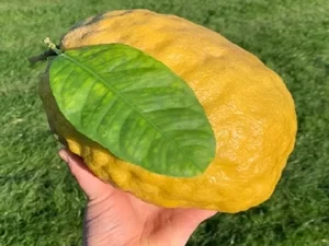 Mulher acha enorme limão de 1,8 kg: 'Maior que a cabeça do meu bebê'