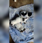 Homem amarra gatos em saco e mata animais em Colônia Leopoldina