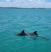 Golfinhos encantam turistas durante passeio às piscinas naturais de Maragogi