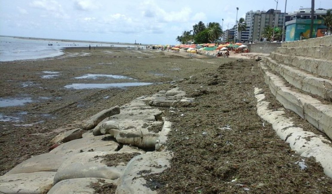 Prefeitura recebe intimação para remover sargaço e lixo da areia da praia de Ponta Verde