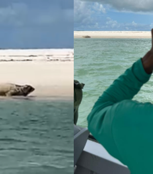 [Vídeo] Elefante-marinho volta a ser avistado em praia do Litoral Sul de Alagoas