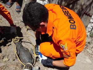  Populares capturam jacaré durante pescaria e acionam bombeiros em Taquarana