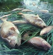 MP-AL apura morte de peixes em rio da Barra de Santo Antônio