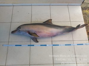 Terceiro golfinho é encontrado morto em dois dias nas praias de Maceió 