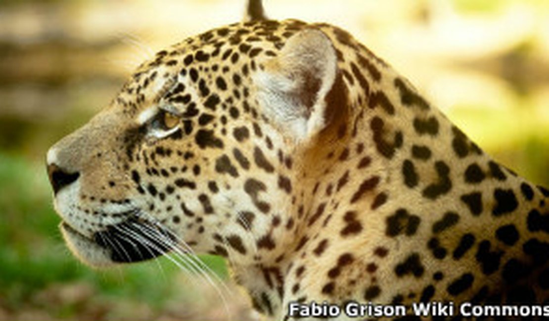 Embrapa busca clonagem de animais ameaçados de extinção no Brasil