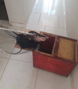 Timbu é capturado dentro de quarto de residência em Maragogi