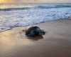 Tartaruga é encontrada em avançado estado de decomposição na praia de Jacarecica, em Maceió