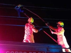 Porco-espinho vai parar em fio de alta tensão e resgate mobiliza Bombeiros