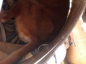 [Vídeo] Mulher nega denúncia de maus tratos a cachorro com  ferimento de facada no pescoço 