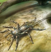 Fóssil de animal com corpo de aranha e cauda de escorpião é encontrado na Ásia
