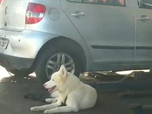 [Vídeo] Funcionário de oficina resgata cachorro na Av. Juca Sampaio