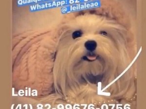 Familia pede ajuda para encontrar cadelinha desaparecida em Arapiraca 