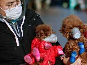 Cão tem resultado positivo para coronavírus e vai para quarentena