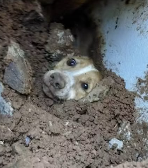 Cão é resgatado com vida após passar 20 horas sob escombros de muro