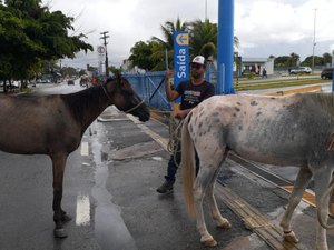 Saiba como solicitar à UVZ de Maceió a captura de animais em vias públicas