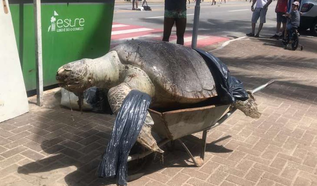 Tartaruga gigante é encontrada morta em orla da Ponta Verde