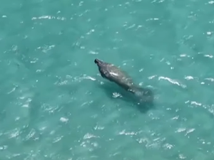 Peixe-boi aparece em praia de Ipioca e encanta banhistas