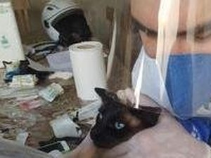 Estudo confirma primeiro animal de estimação com Covid-19