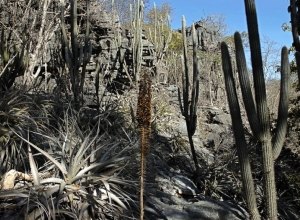 Estudo investiga eficiência da Caatinga na absorção de gás carbônico