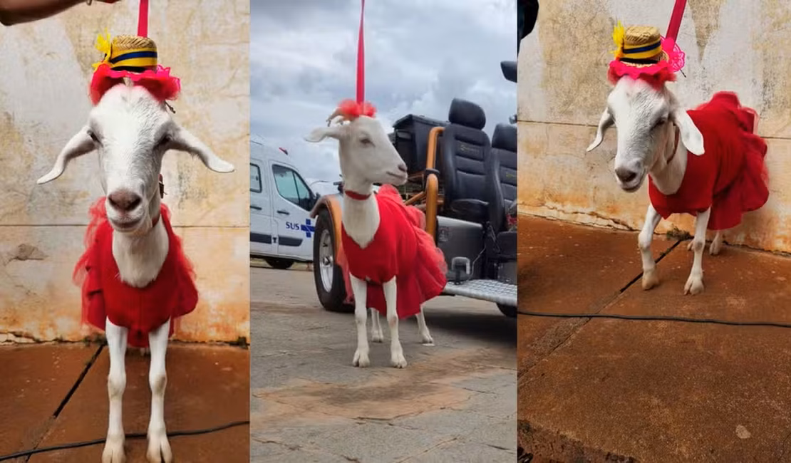 Cabrita passeia de coleira, convive com cães e gatos e vira celebridade no interior de SP
