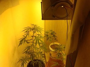 Servidor público é flagrado com plantação doméstica de maconha no Pilar