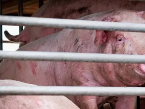 Novo vírus da gripe com 'potencial pandêmico' é encontrado na China
