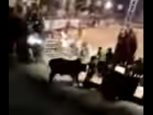 Touro invade arquibancada em rodeio e deixa feridos