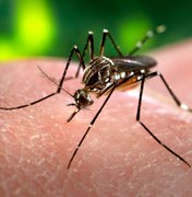 Alagoas registra queda nos casos de dengue em Alagoas, diz Sesau