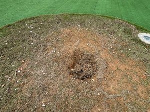 Muda de Ipê recém plantada é furtada no novo Mirante da Santa Amélia, em Maceió