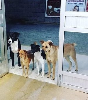 Cães acompanham e aguardam morador de rua na porta de hospital