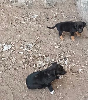 Filhotes de cães são resgatados de buraco no sertão de Alagoas