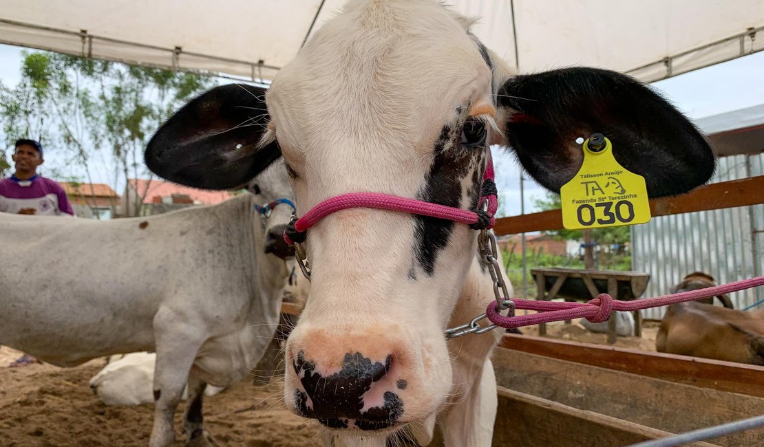 Expo Bacia Leiteira acontece entre os dias 11 a 15 de setembro, em Batalha