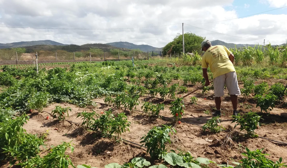 Agricultura informa sobre prorrogação do prazo para inscrição no Garantia-Safra 2024/2025