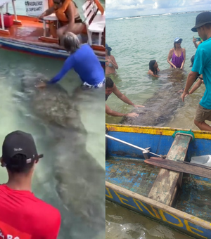 [Vídeo] Banhistas são flagrados interagindo de forma irregular com peixes-boi em praias de AL