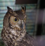 Maconha e animais silvestres: o que foi encontrado na Operação Watergate em AL