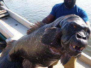 Foto de um peixe-gorila choca a internet, que cria as teorias mais loucas sobre o bicho