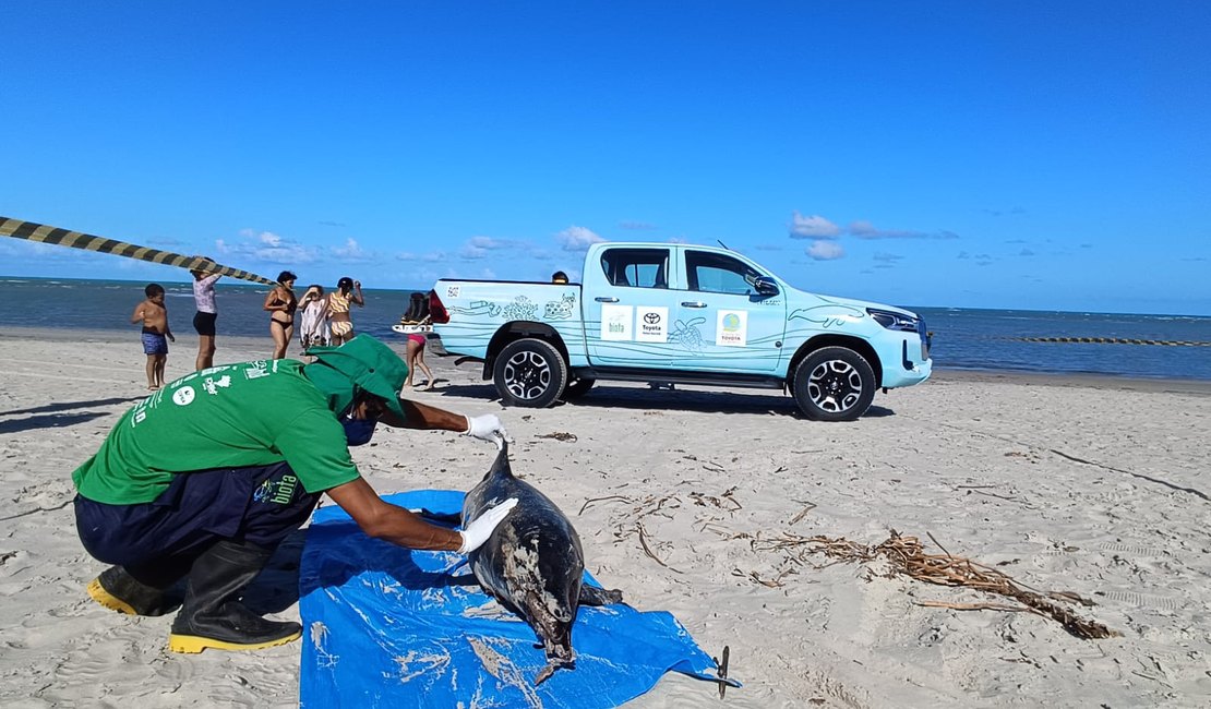 Golfinho 'boto-cinza' é encontrado morto na praia em da Barra de Santo Antônio