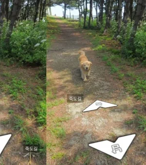 Golden vira sensação ao aparecer em mais de 1.000 fotos do Google