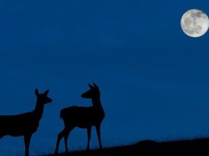 'Lua Azul': o raro evento cósmico que poderá ser visto neste 31 de outubro (e não se repetirá até 2023)