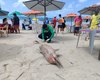 Golfinho com marcas de mordidas de tubarão encalha morto na Praia do Francês