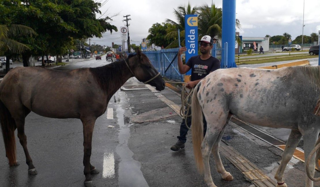 Saiba como solicitar à UVZ de Maceió a captura de animais em vias públicas