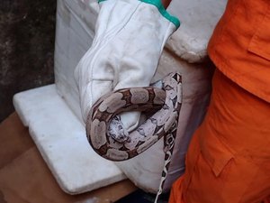 Bombeiros capturam cobra jiboia na Grota de Maragogi