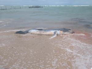 [Vídeo] Filhote de baleia jubarte é encontrado morto na praia de Garça Torta