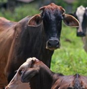 Prefeitura intensifica fiscalização contra venda clandestina de carnes