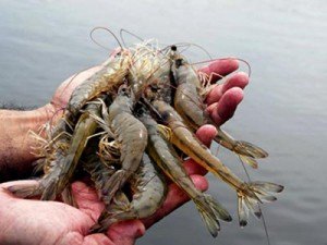 Por causa do óleo, pesca de camarão e lagosta será proibida a partir de 1º de novembro em estados do Nordeste